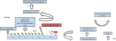 Diversity of Vaginal Microbiome in Pregnancy: Deciphering the Obscurity